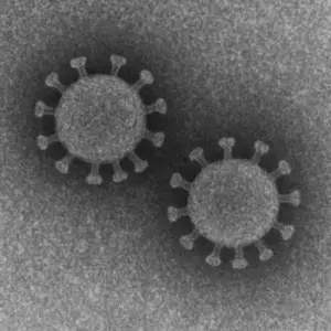 新型コロナウイルス後遺症としてEDが生じることが全世界から報告されている